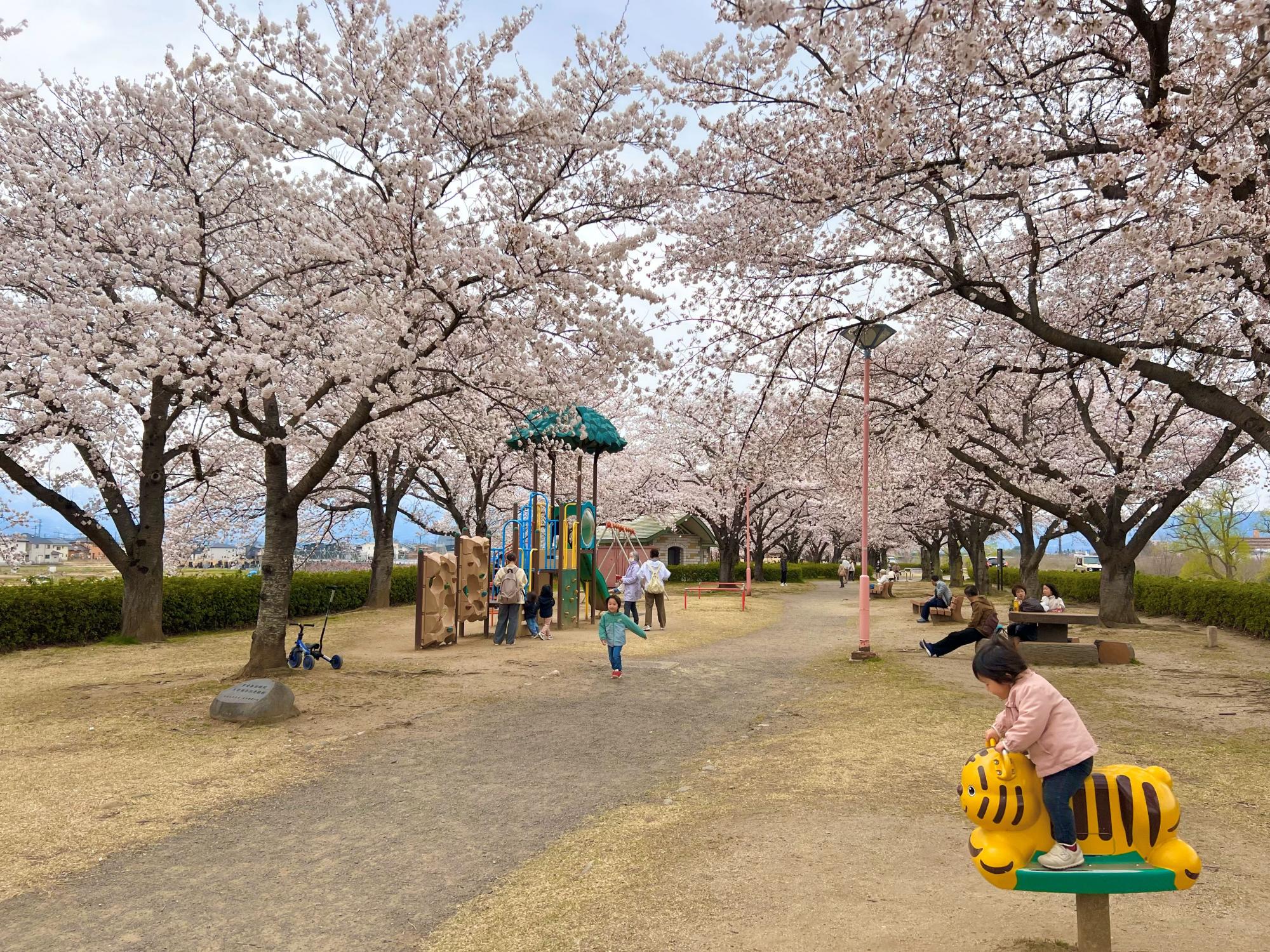 荒川桜づつみ河川公園