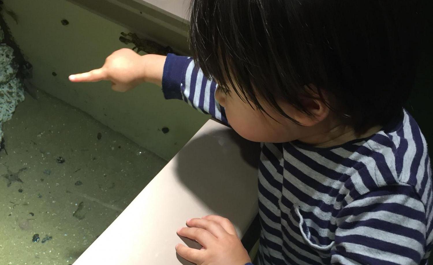 魚津水族館｜富山　魚津　おでかけ