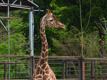 富山市ファミリーパーク｜おでかけ　子連れ　動物園