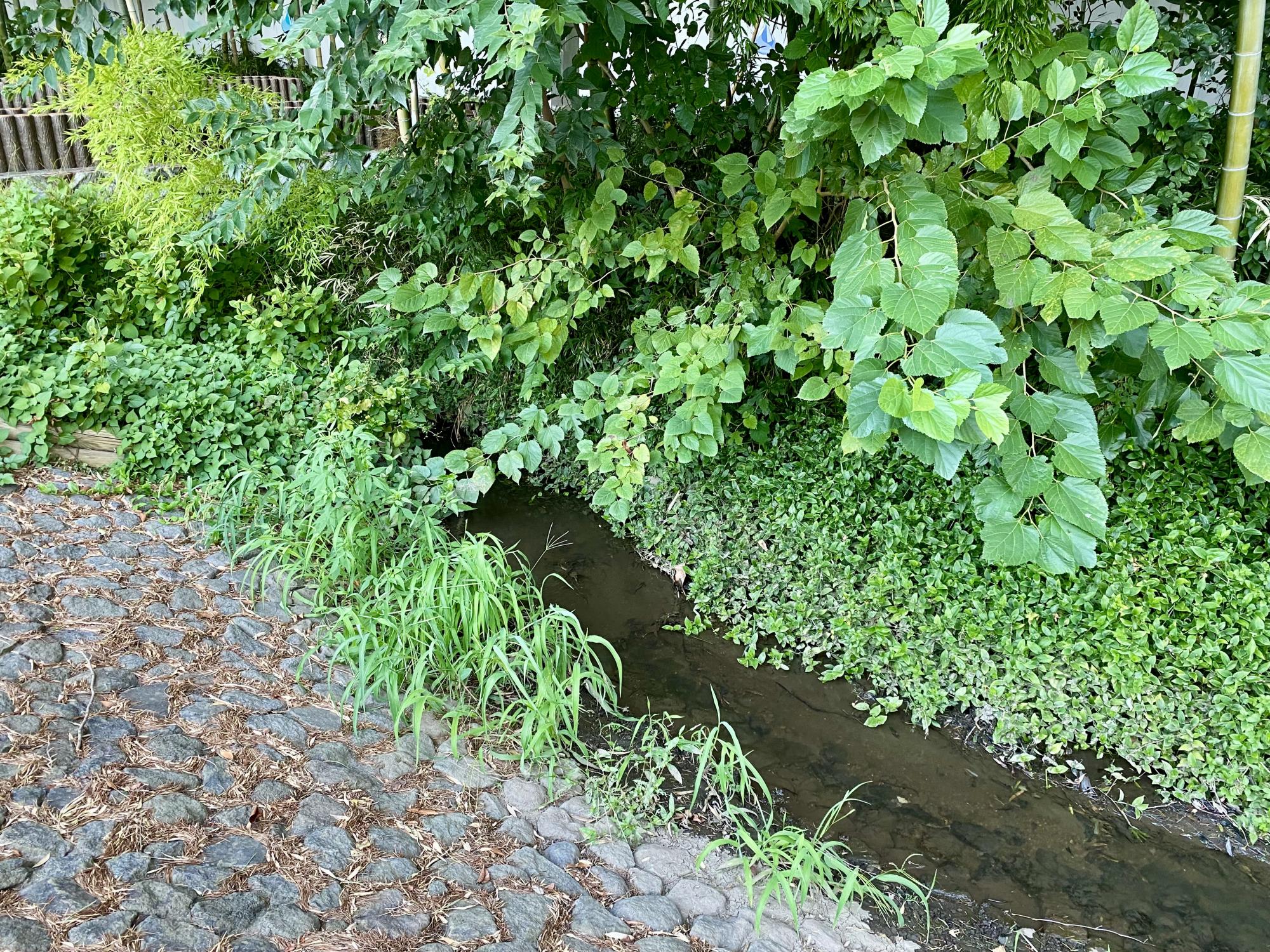 小平グリーンロード親水公園