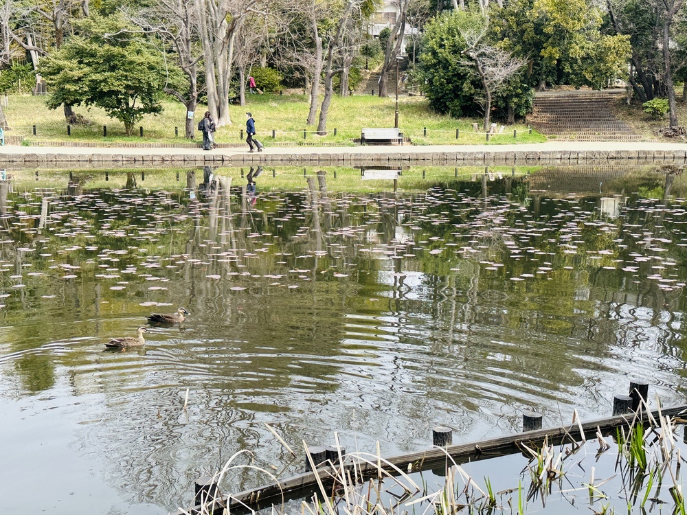 せせらぎ公園