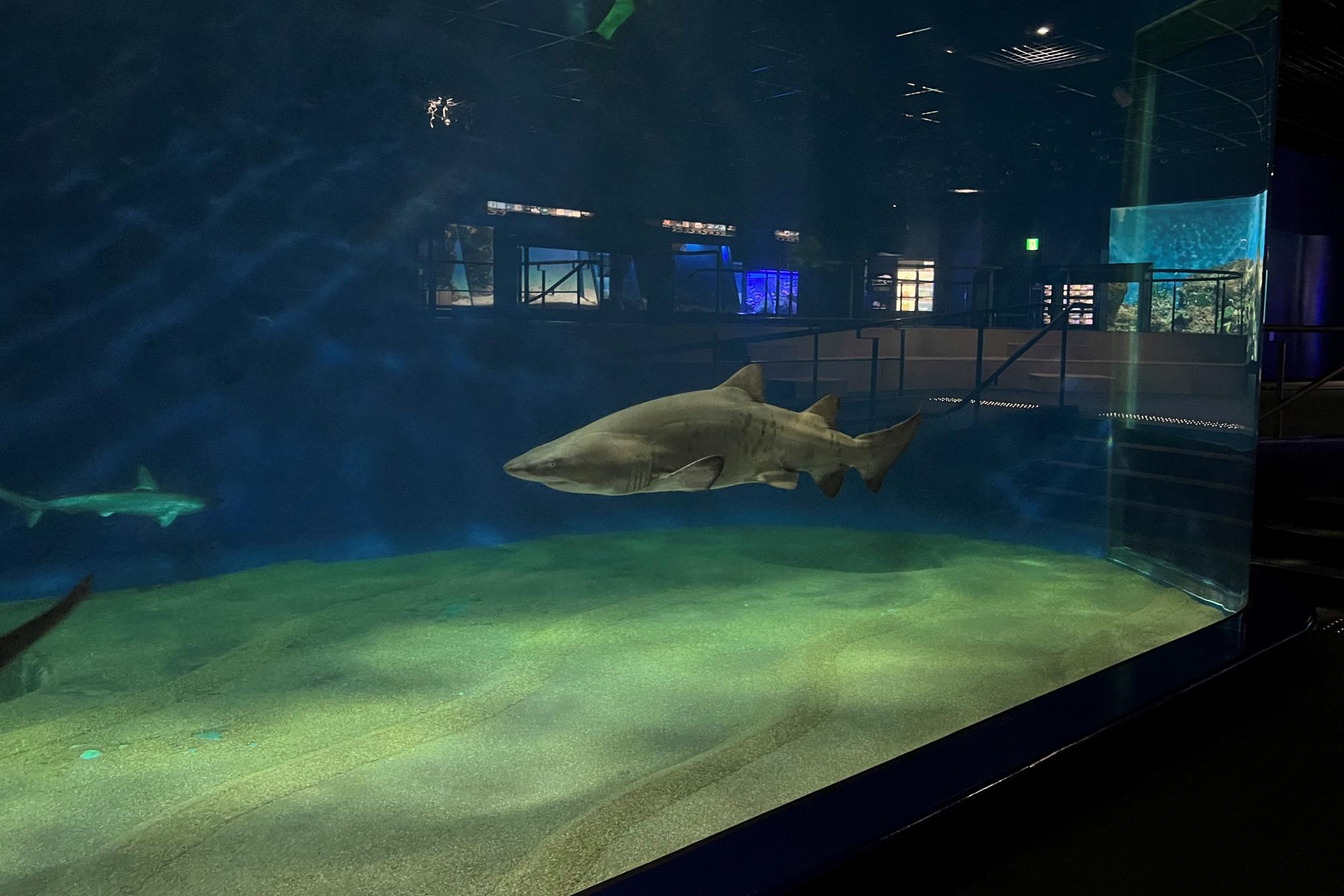 アクアワールド茨城県大洗水族館