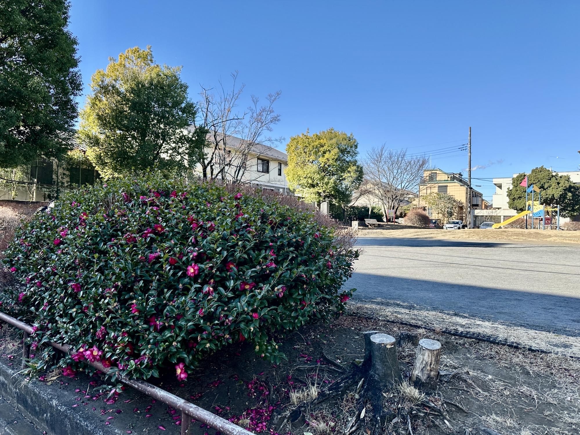 桜並木ほおずき公園