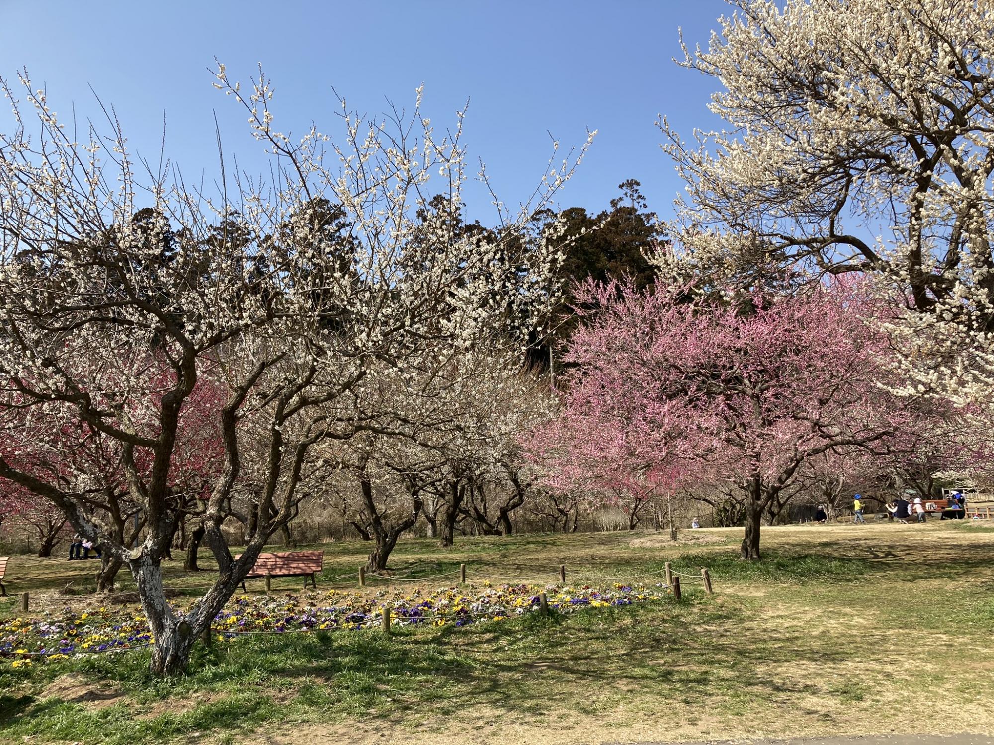 偕楽園公園 四季の原(桜川駐車場周辺)
