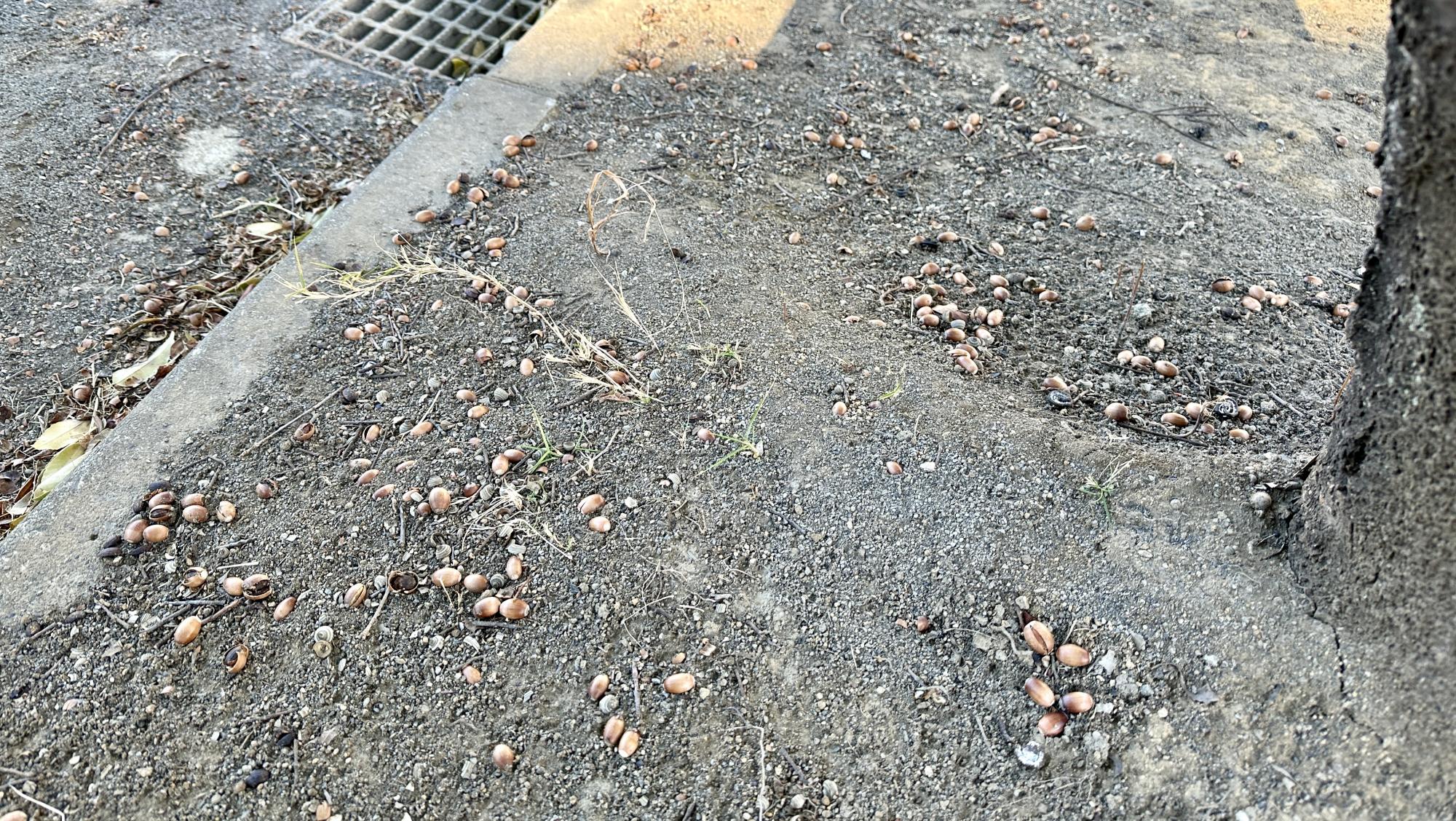 桜並木ほおずき公園