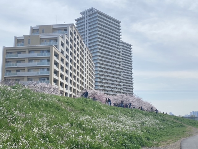 多摩川ガス橋緑地公園&桜並木