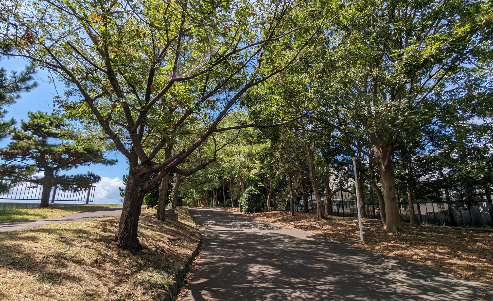 新木場緑道公園