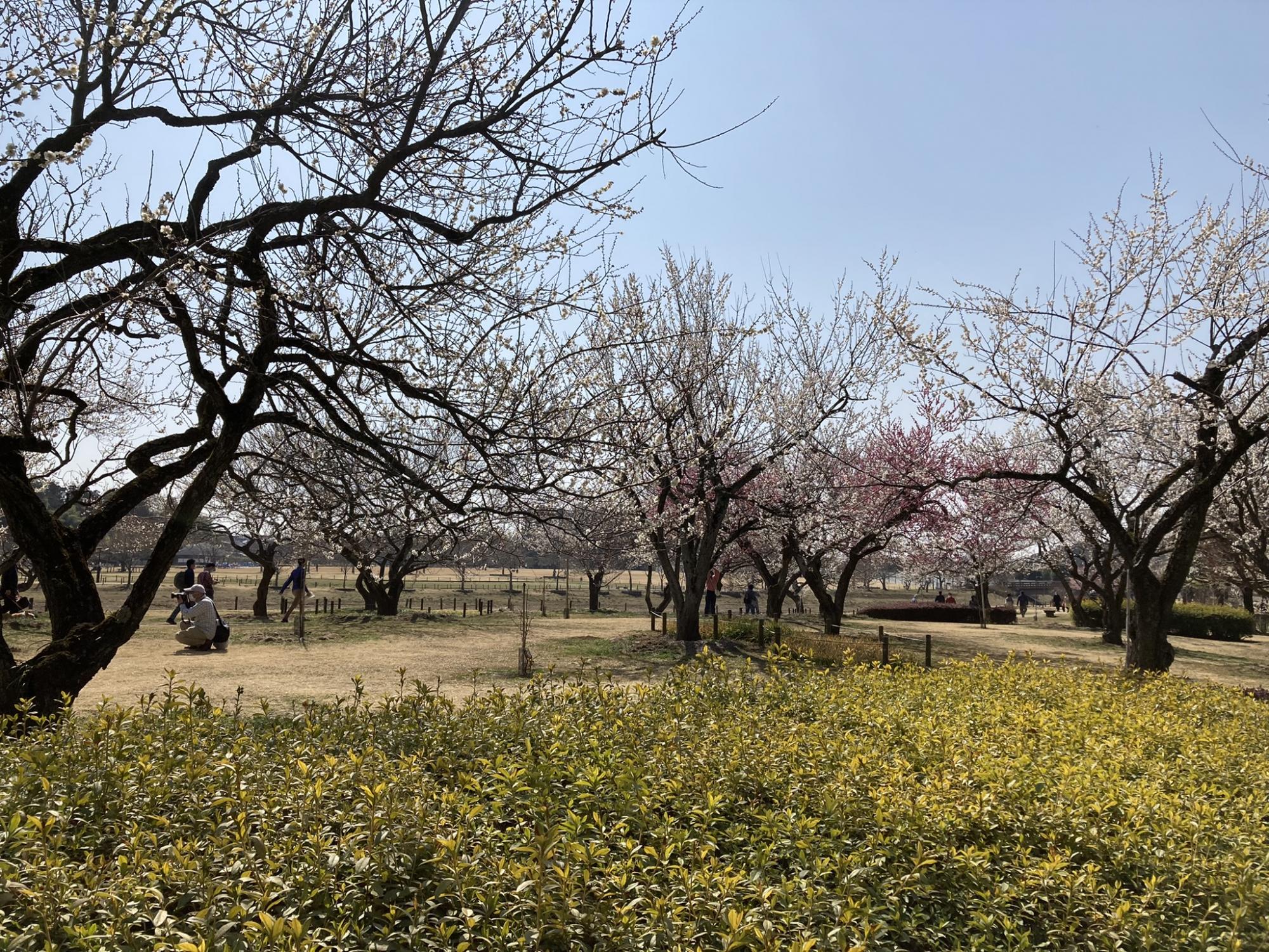 偕楽園公園 四季の原(桜川駐車場周辺)