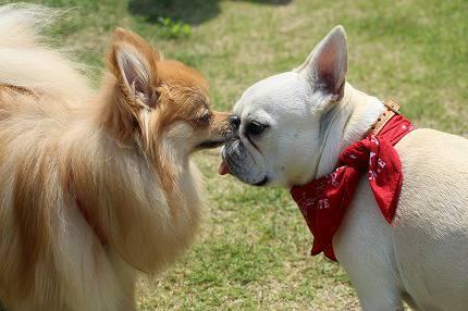 わんちゃんの広場ohana.(オハナ)