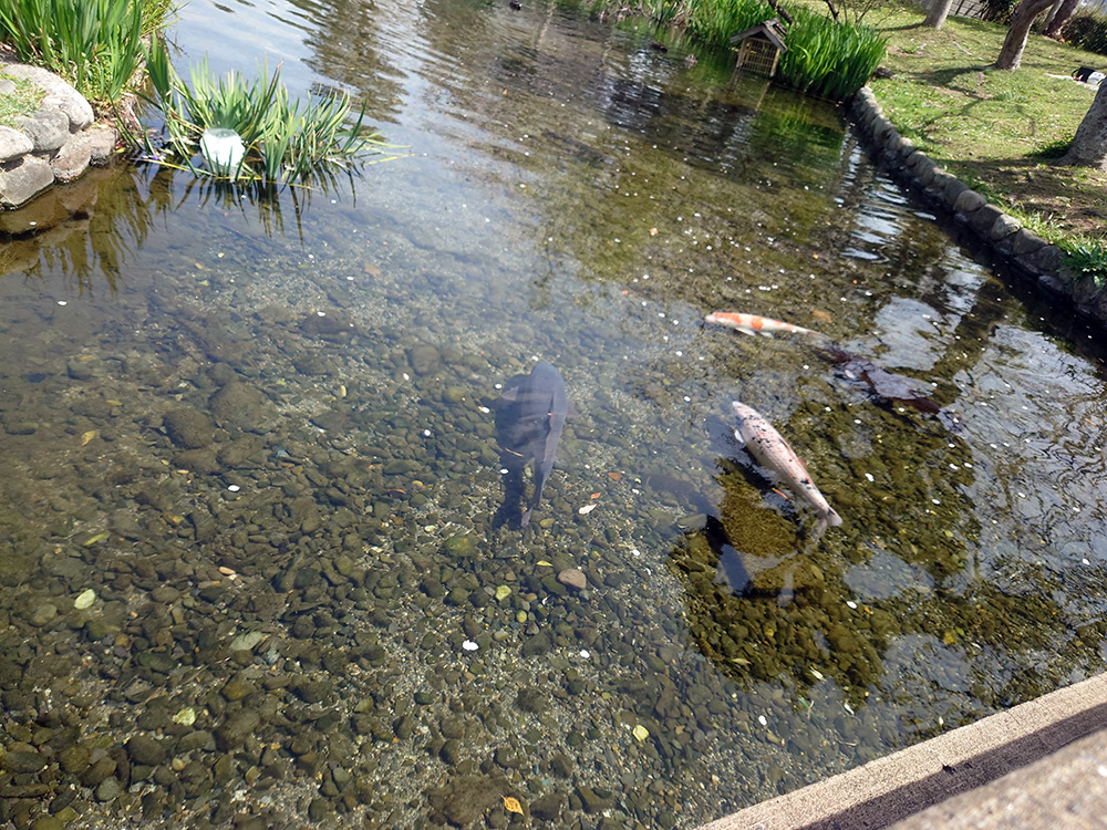 ひょこたん池公園
