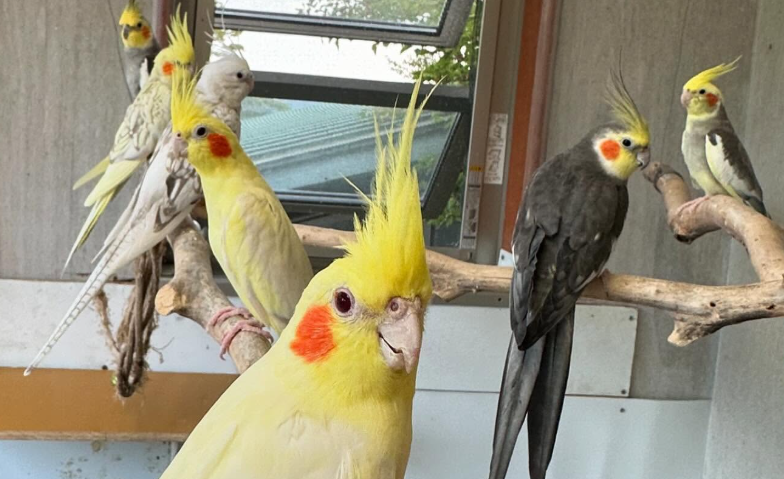 足羽山公園遊園地