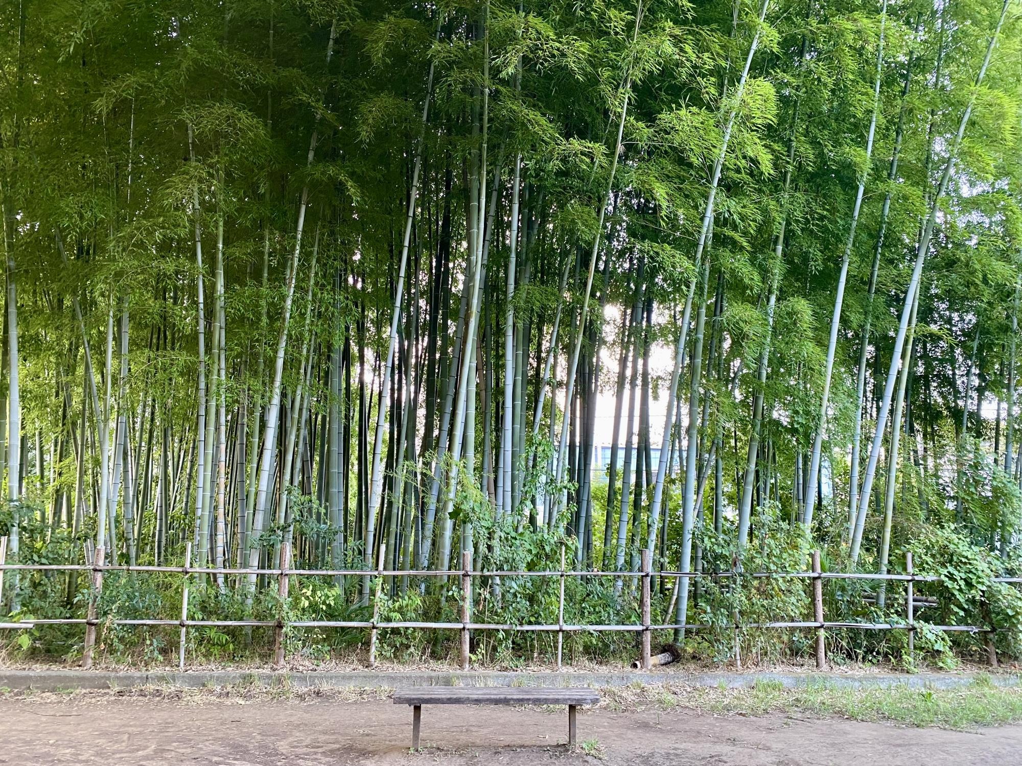 たけのこ公園
