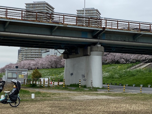 多摩川ガス橋緑地公園&桜並木