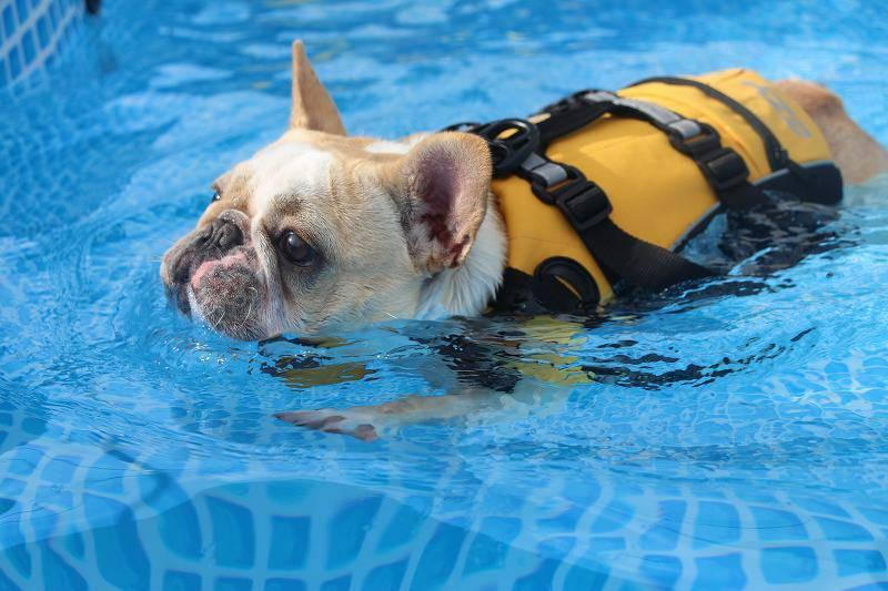 わんちゃんの広場ohana.(オハナ)