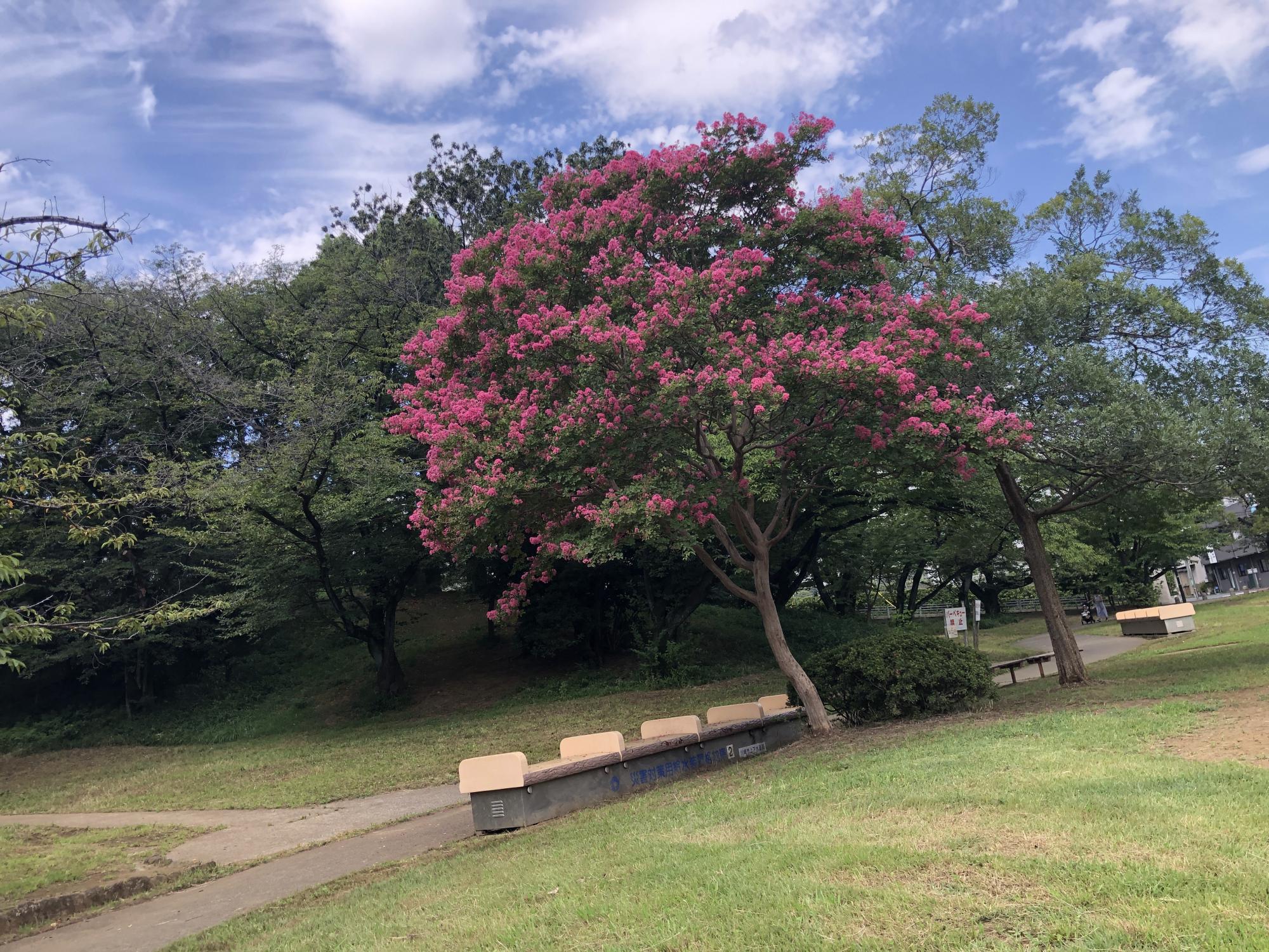 梶ヶ谷第一公園