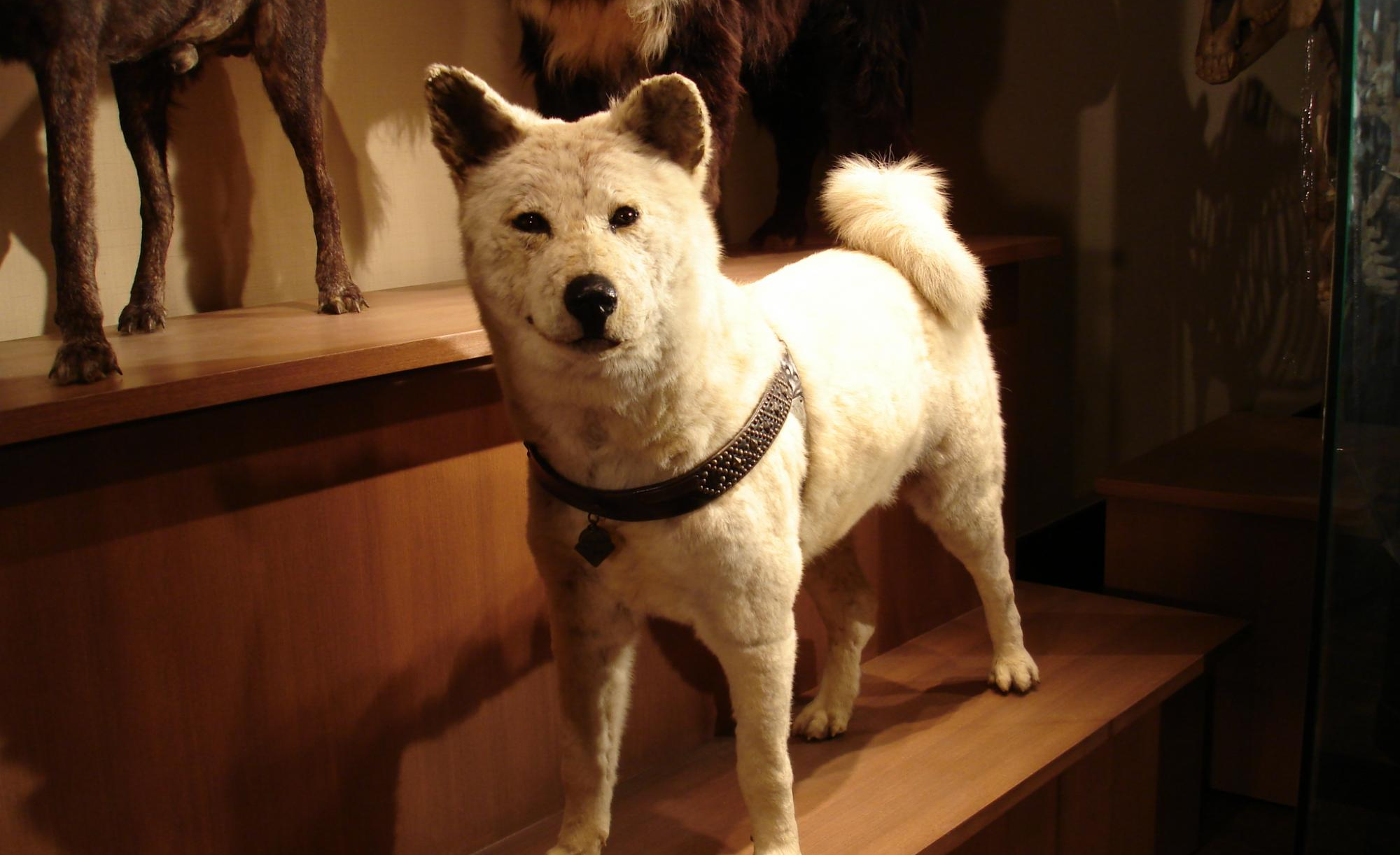 国立科学博物館