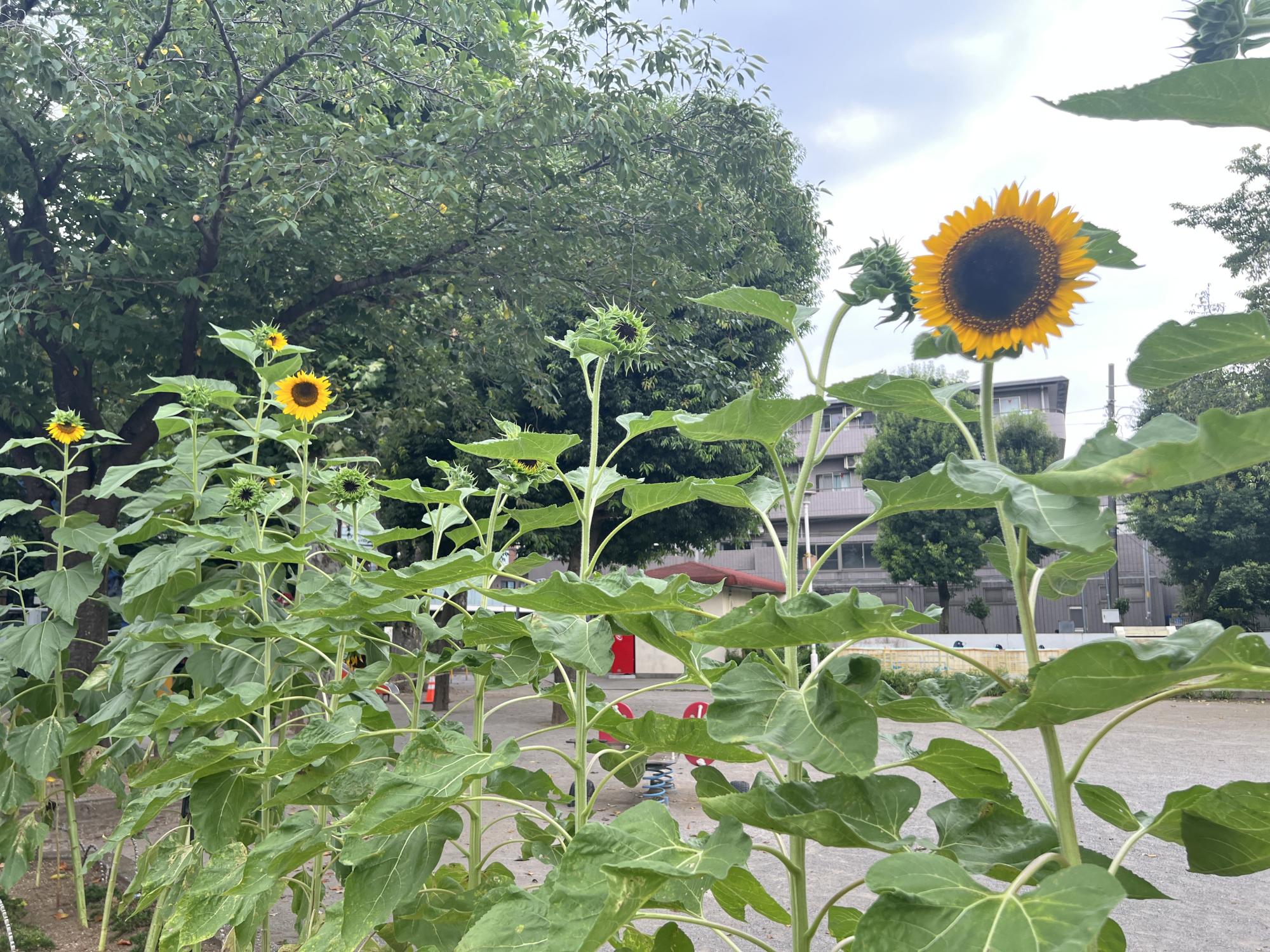 板橋区立水久保公園