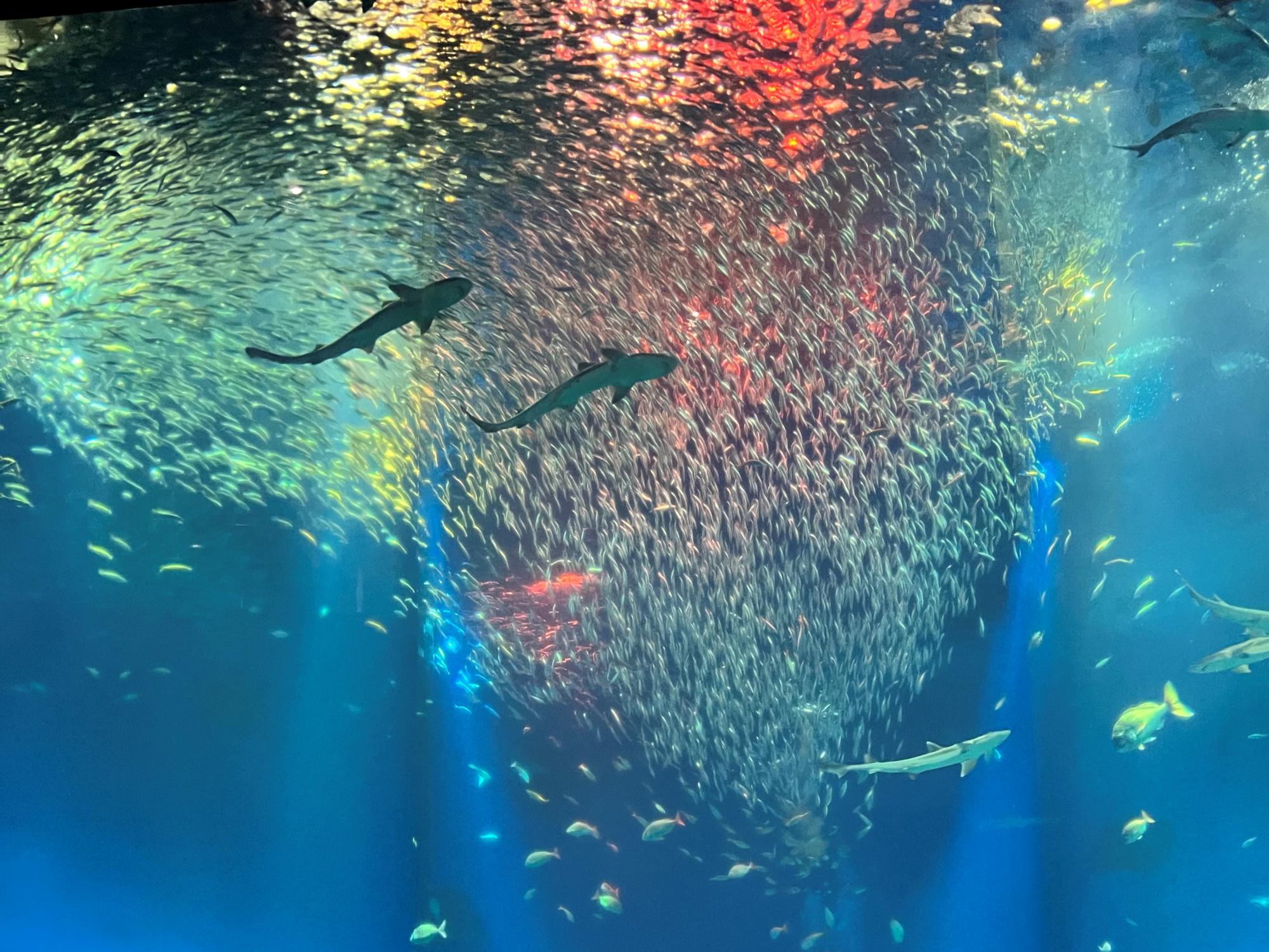 アクアワールド茨城県大洗水族館