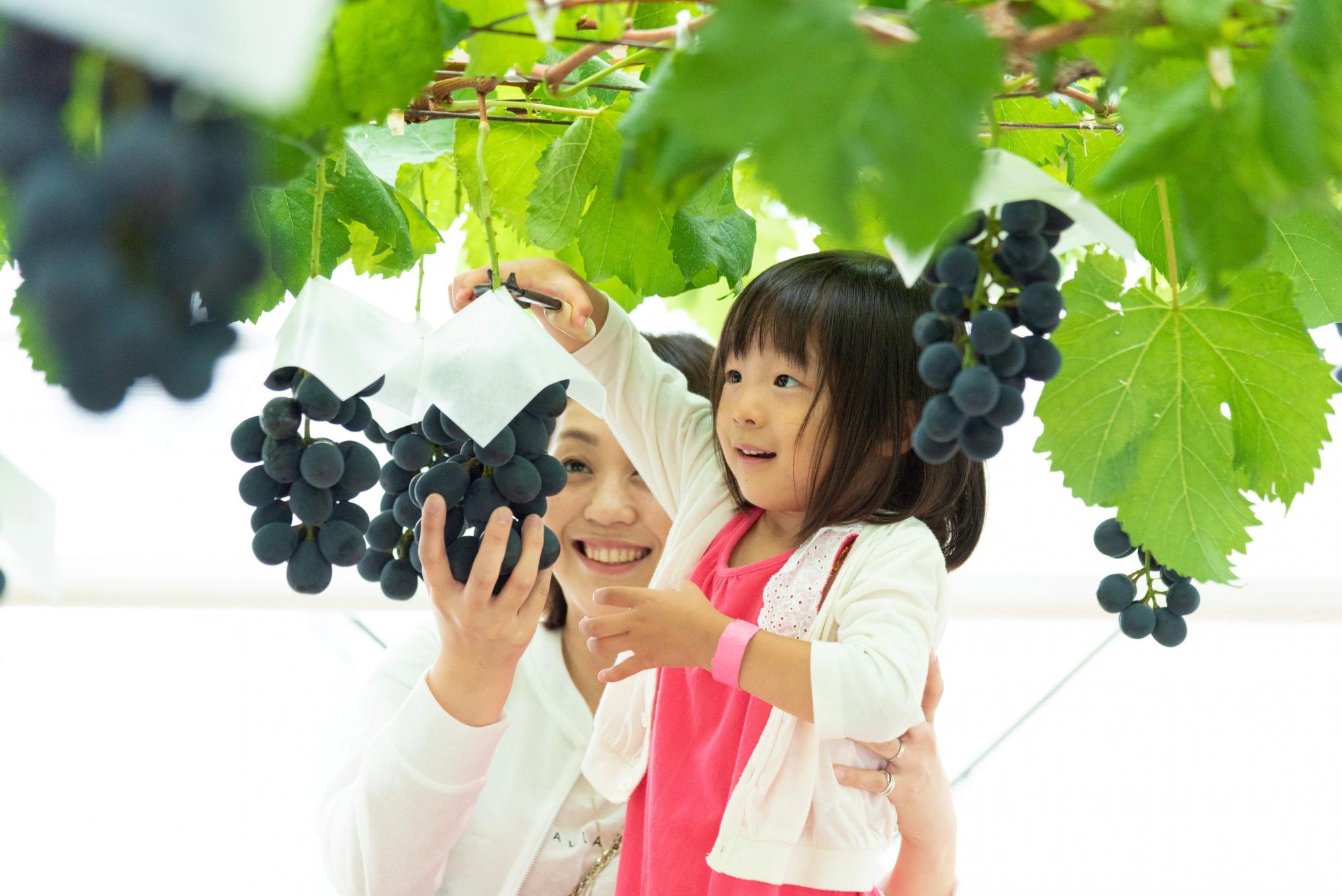 はままつフルーツパーク時之栖