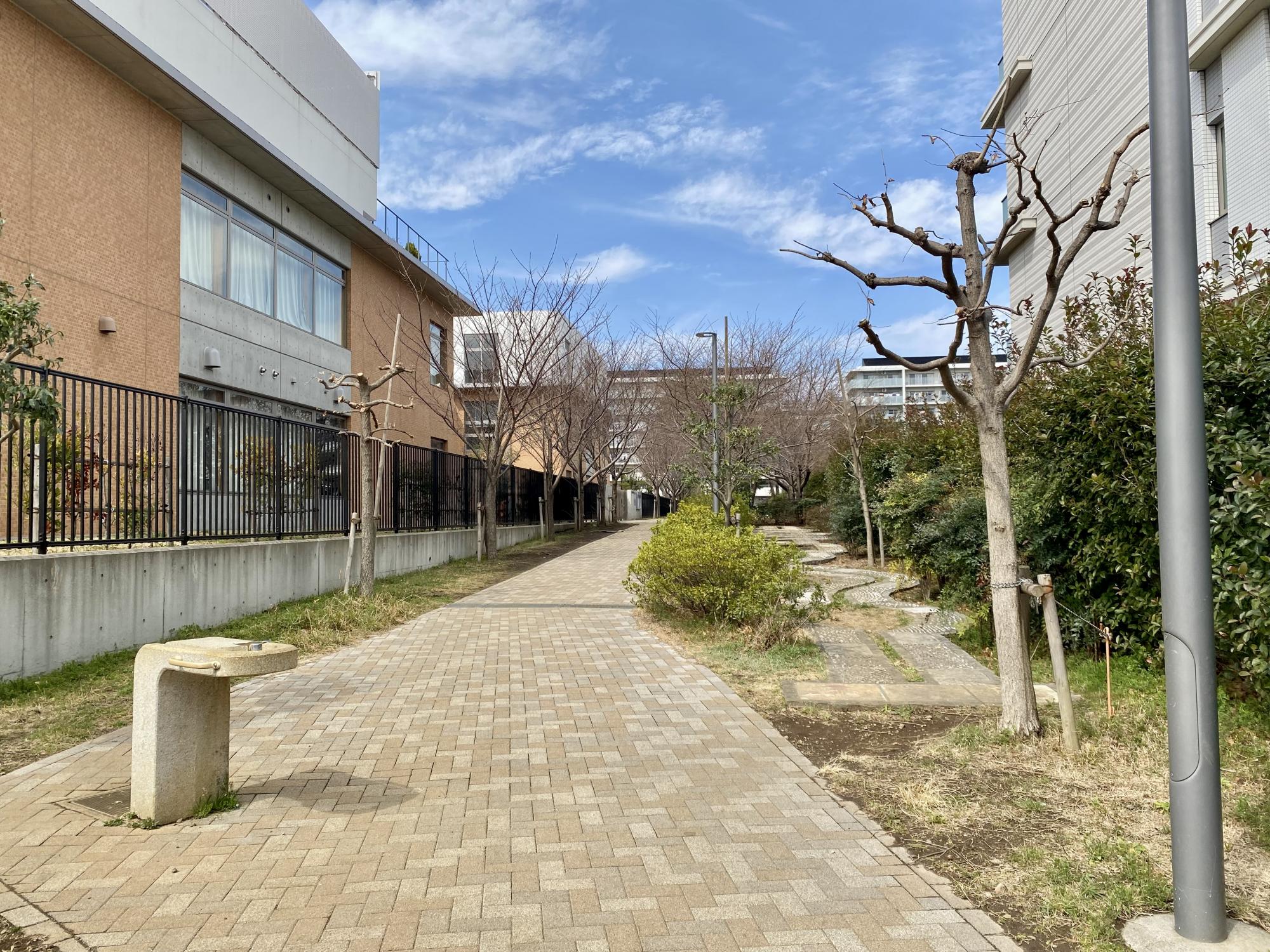 ひばりが丘さくらの道公園