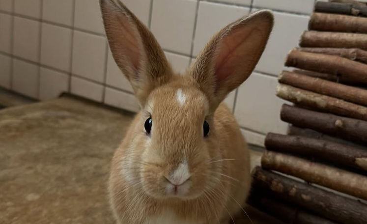 足羽山公園遊園地
