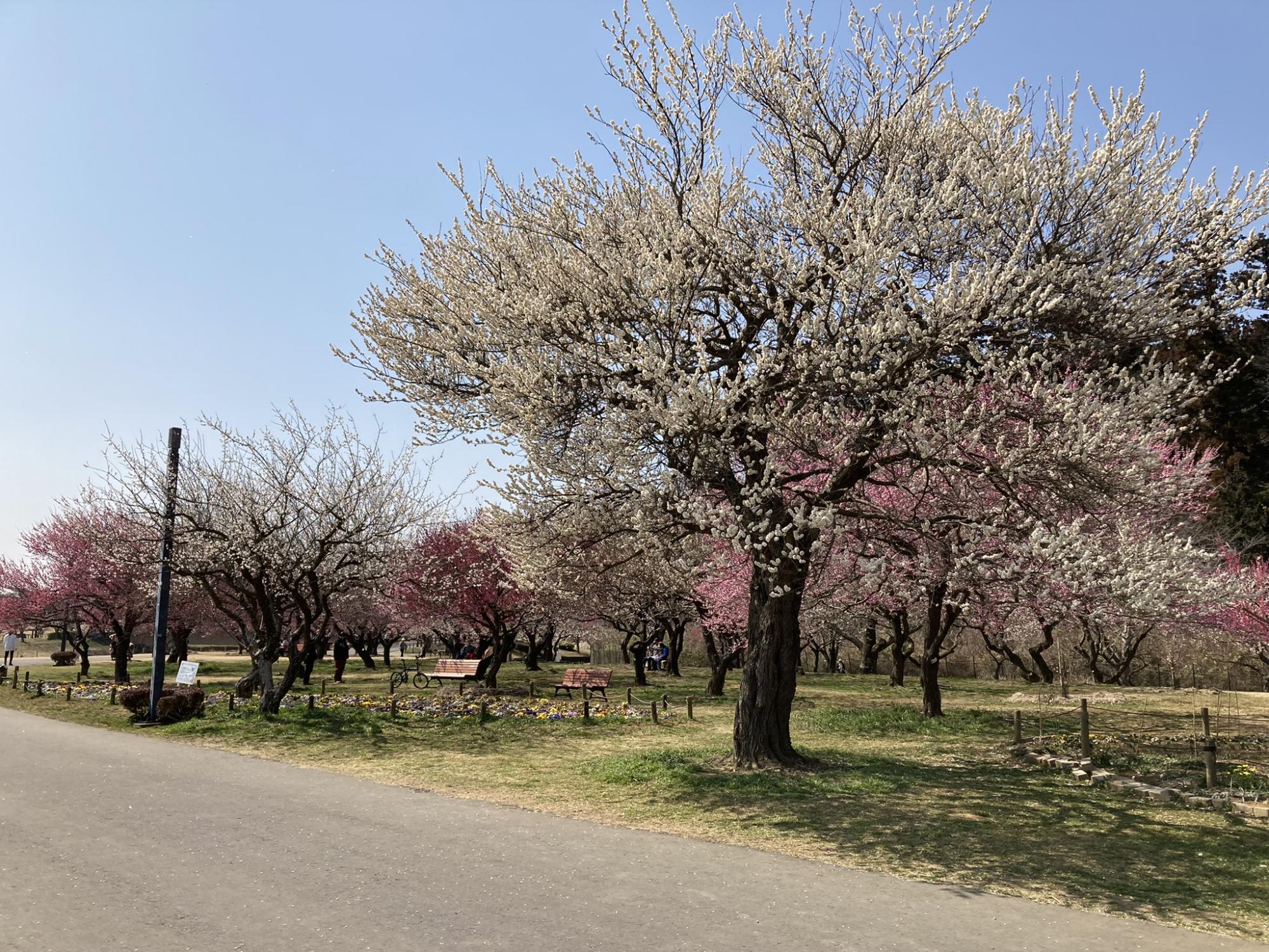 偕楽園公園 四季の原(桜川駐車場周辺)