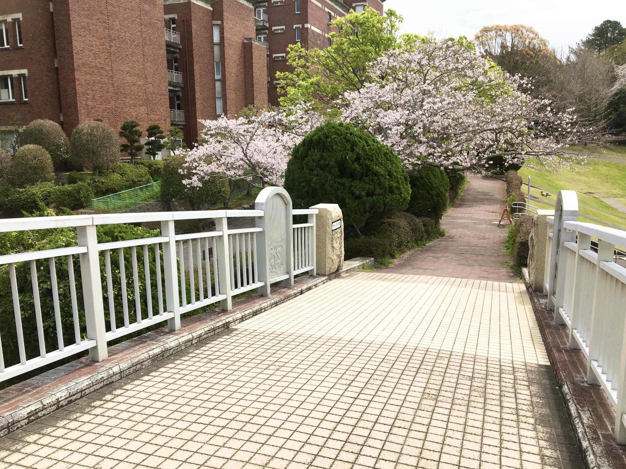 県立大学広場