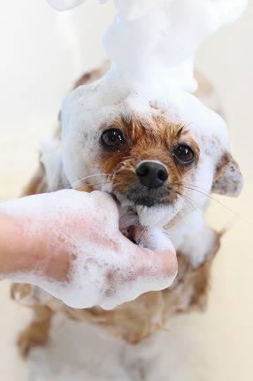 わんちゃんの広場ohana.(オハナ)