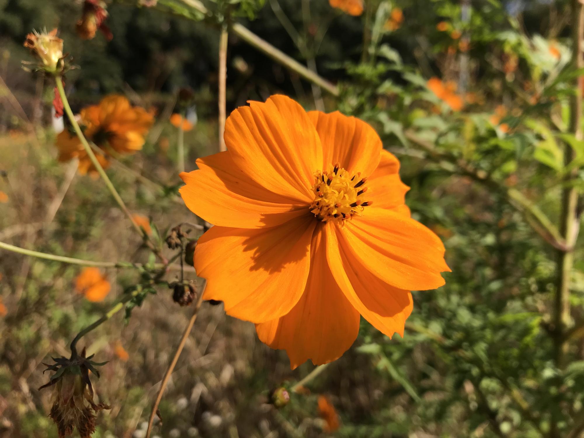 千葉県立行田公園