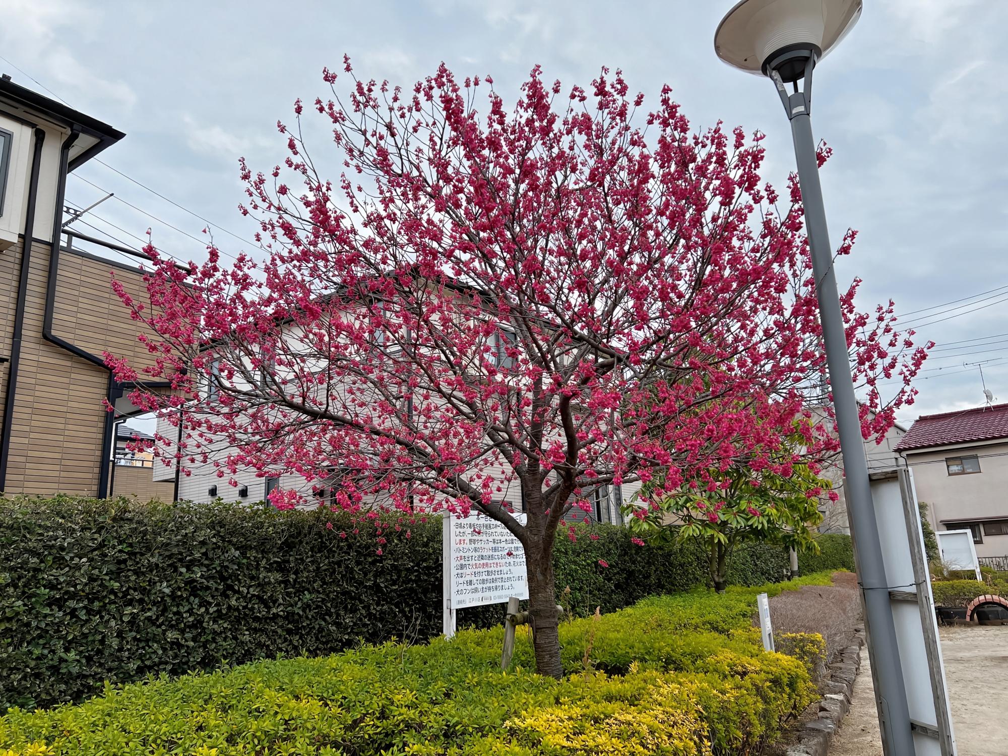 本一色さくら公園