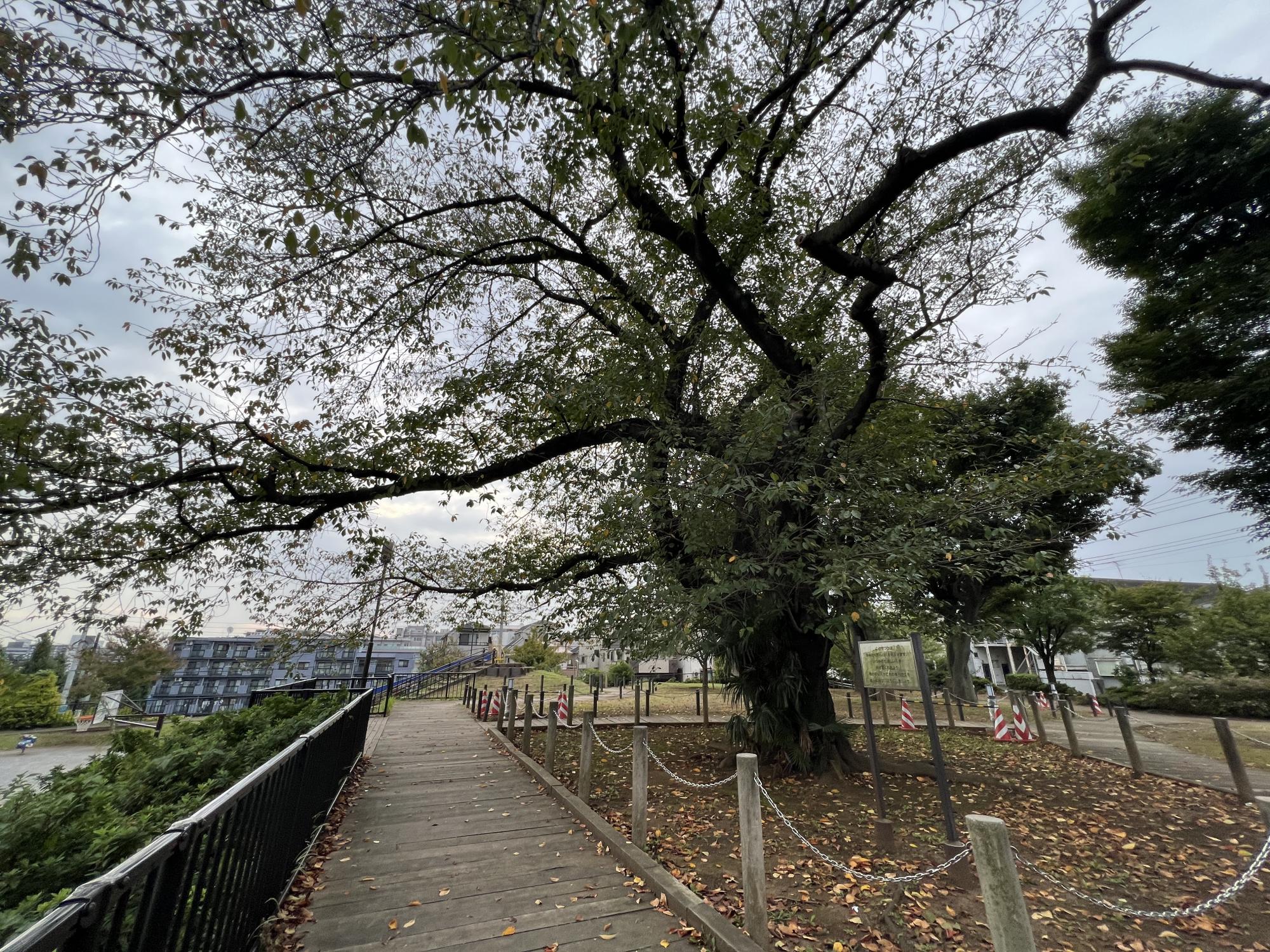 板橋区立紅梅公園