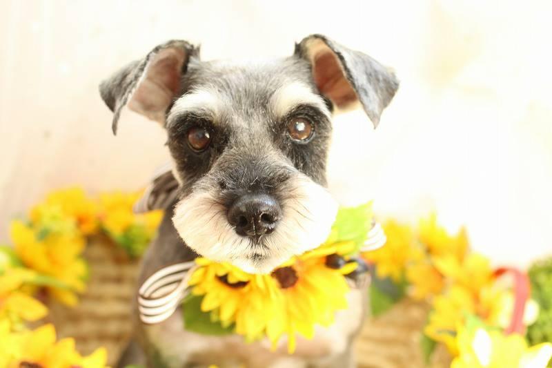 わんちゃんの広場ohana.(オハナ)