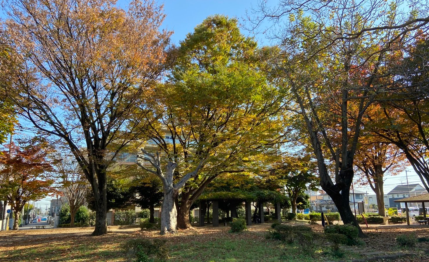 和田北公園