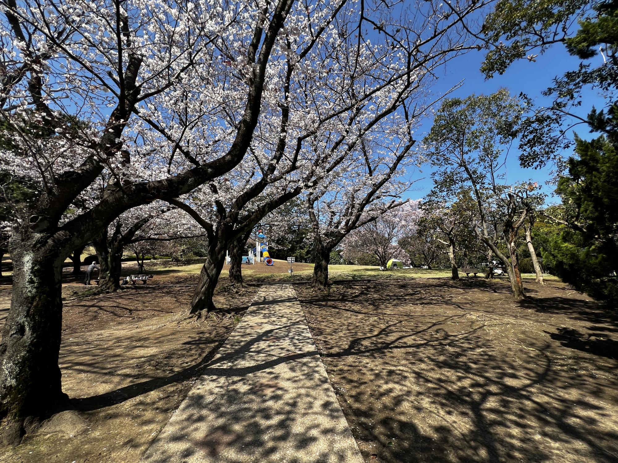 中央公園