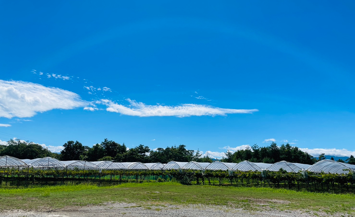 やまふじぶどう園