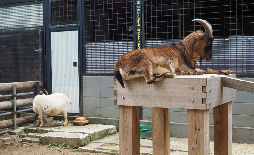 夢見ヶ崎動物公園