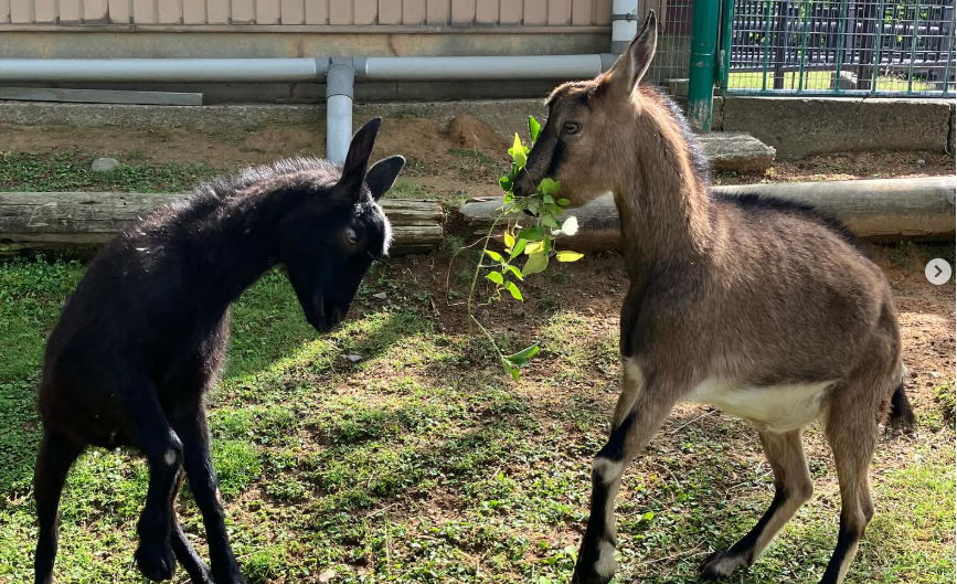 足羽山公園遊園地