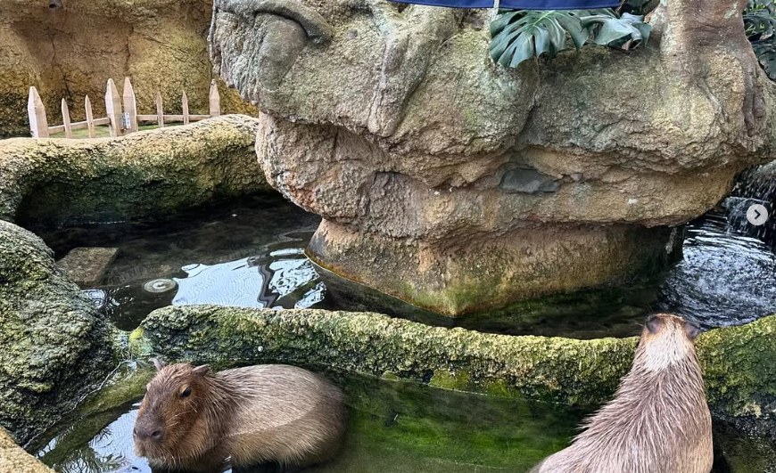 足羽山公園遊園地