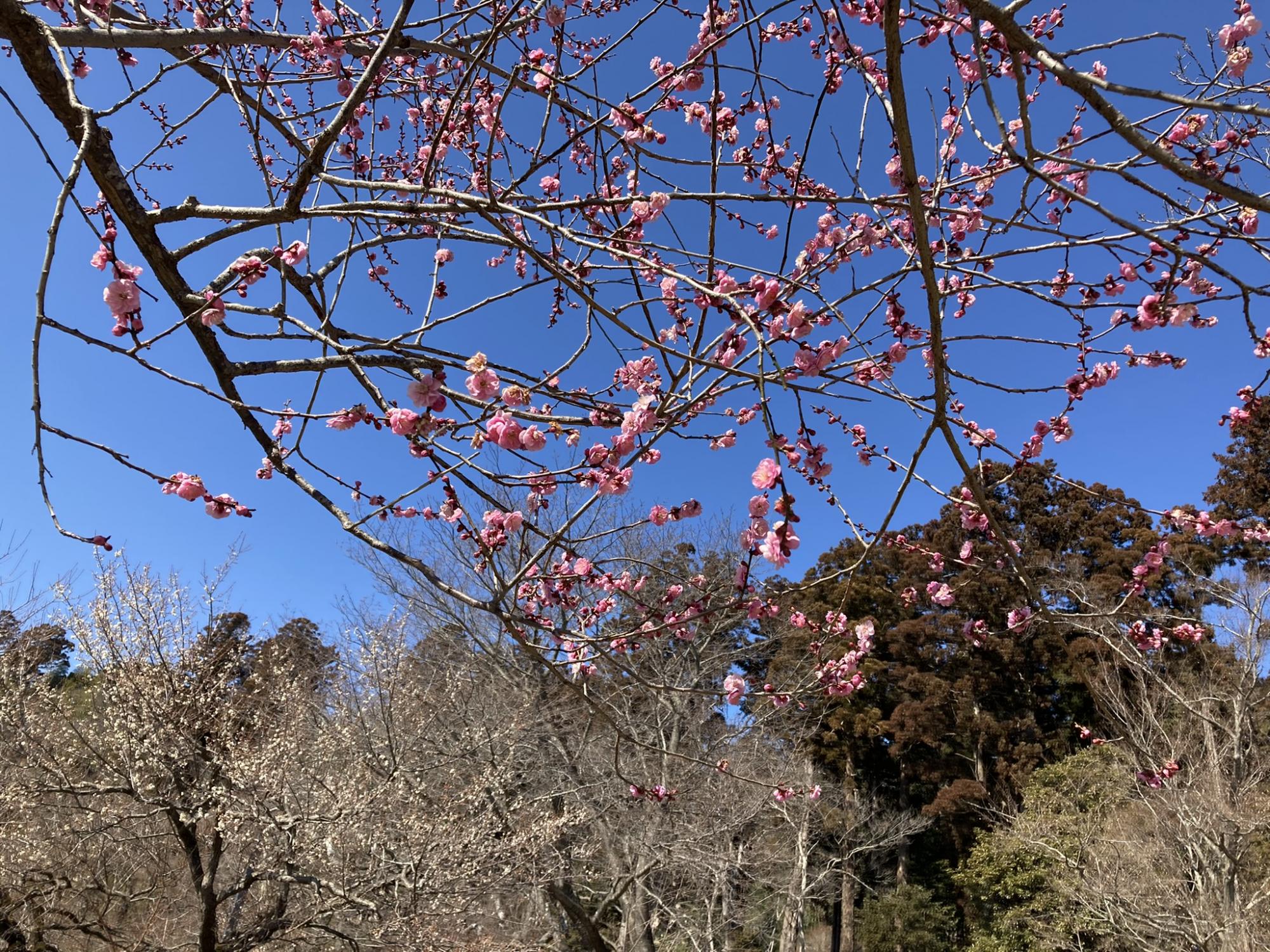 偕楽園公園 四季の原(桜川駐車場周辺)