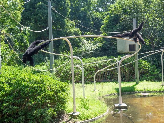 千葉市動物公園