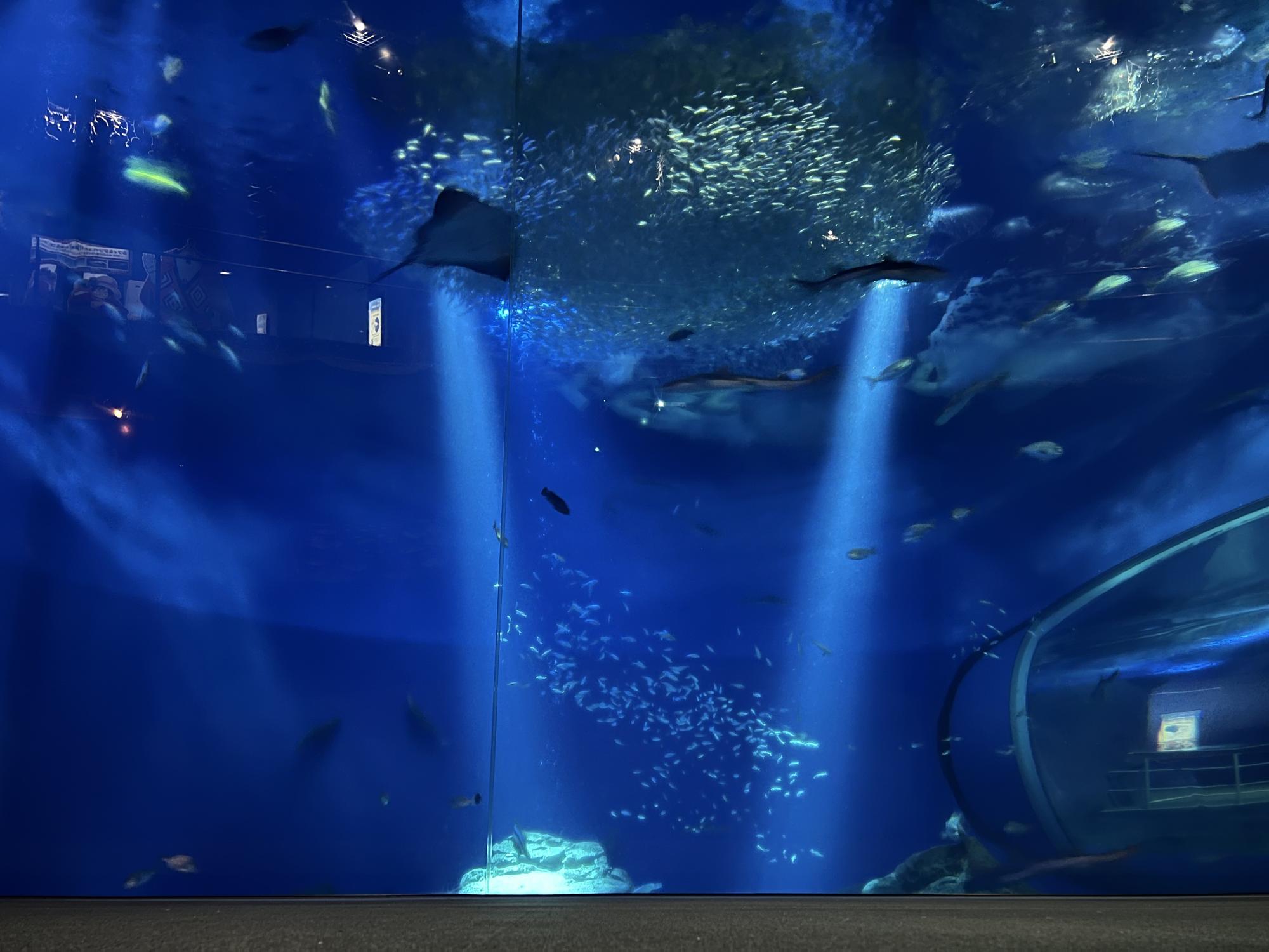 アクアワールド茨城県大洗水族館