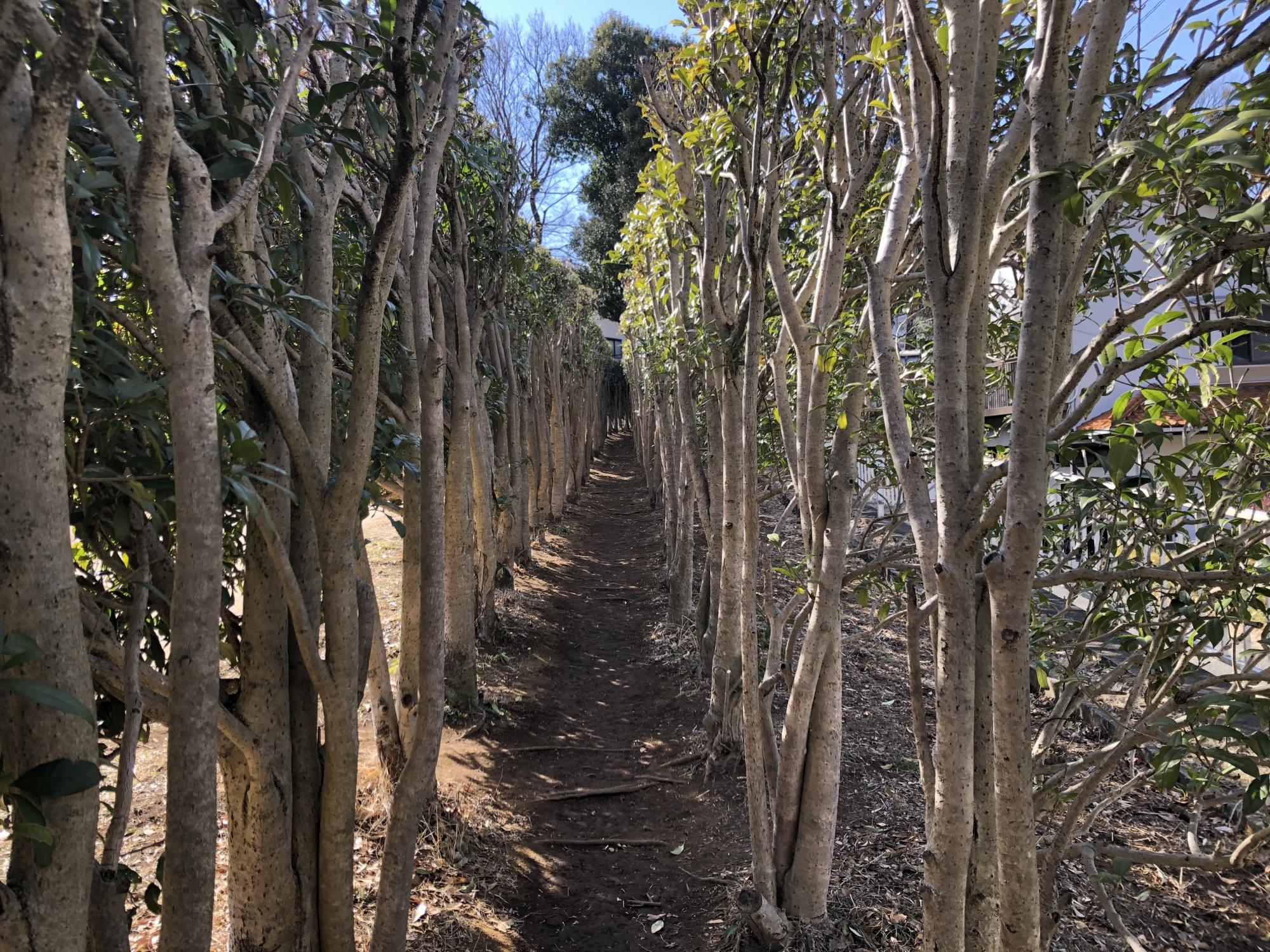 県立東高根森林公園