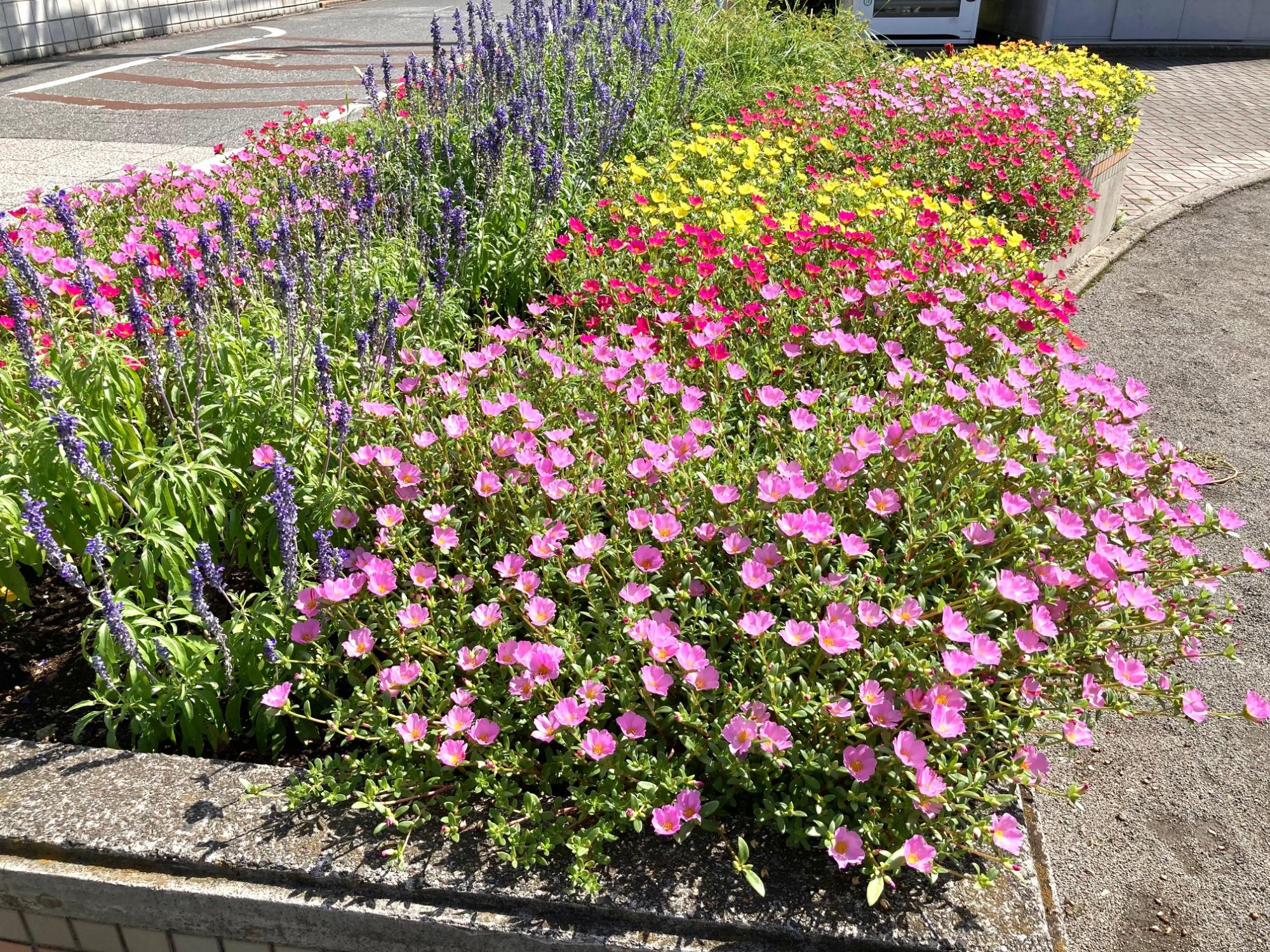 プラザシティ相模大野公園