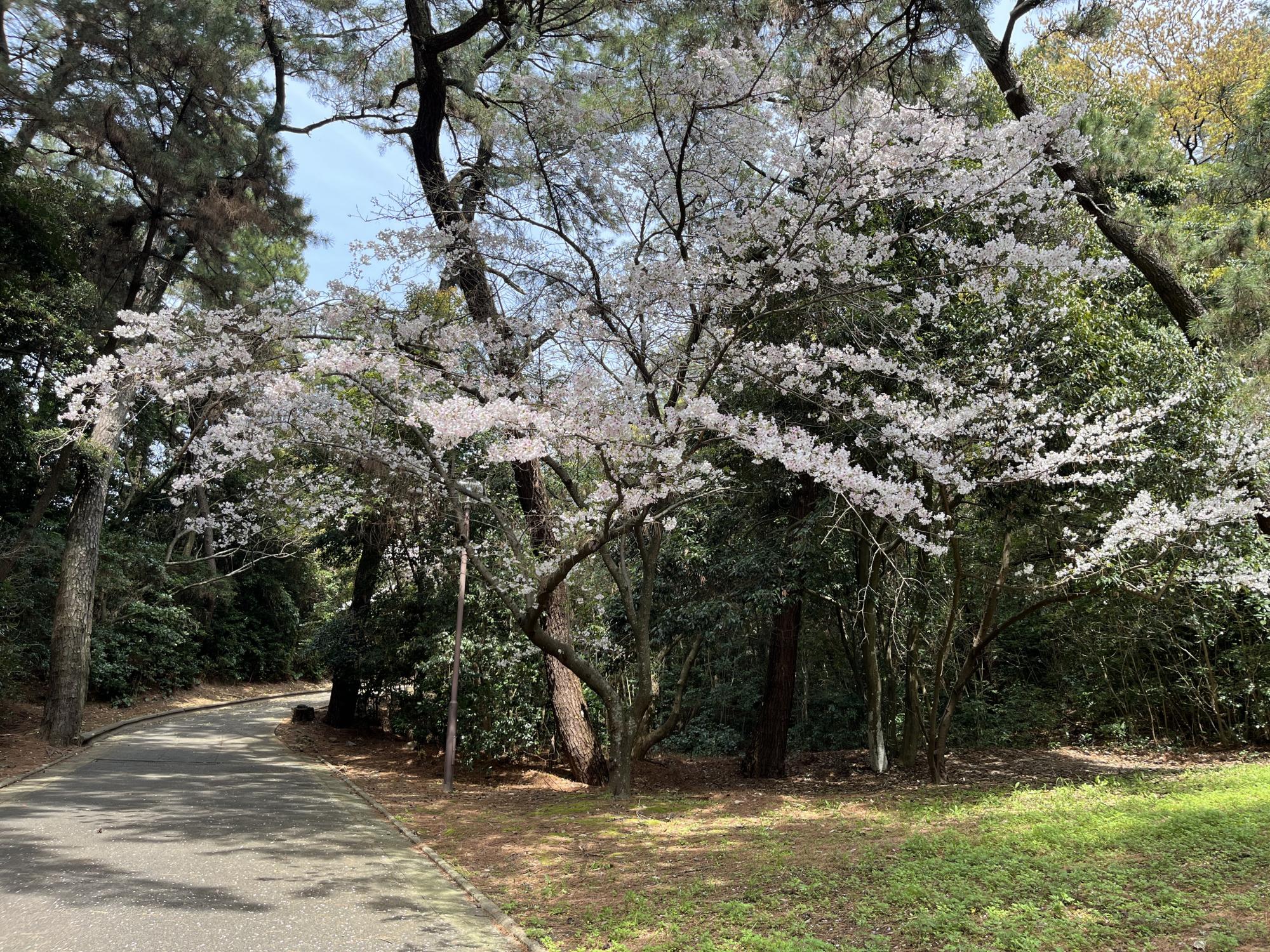 小戸公園