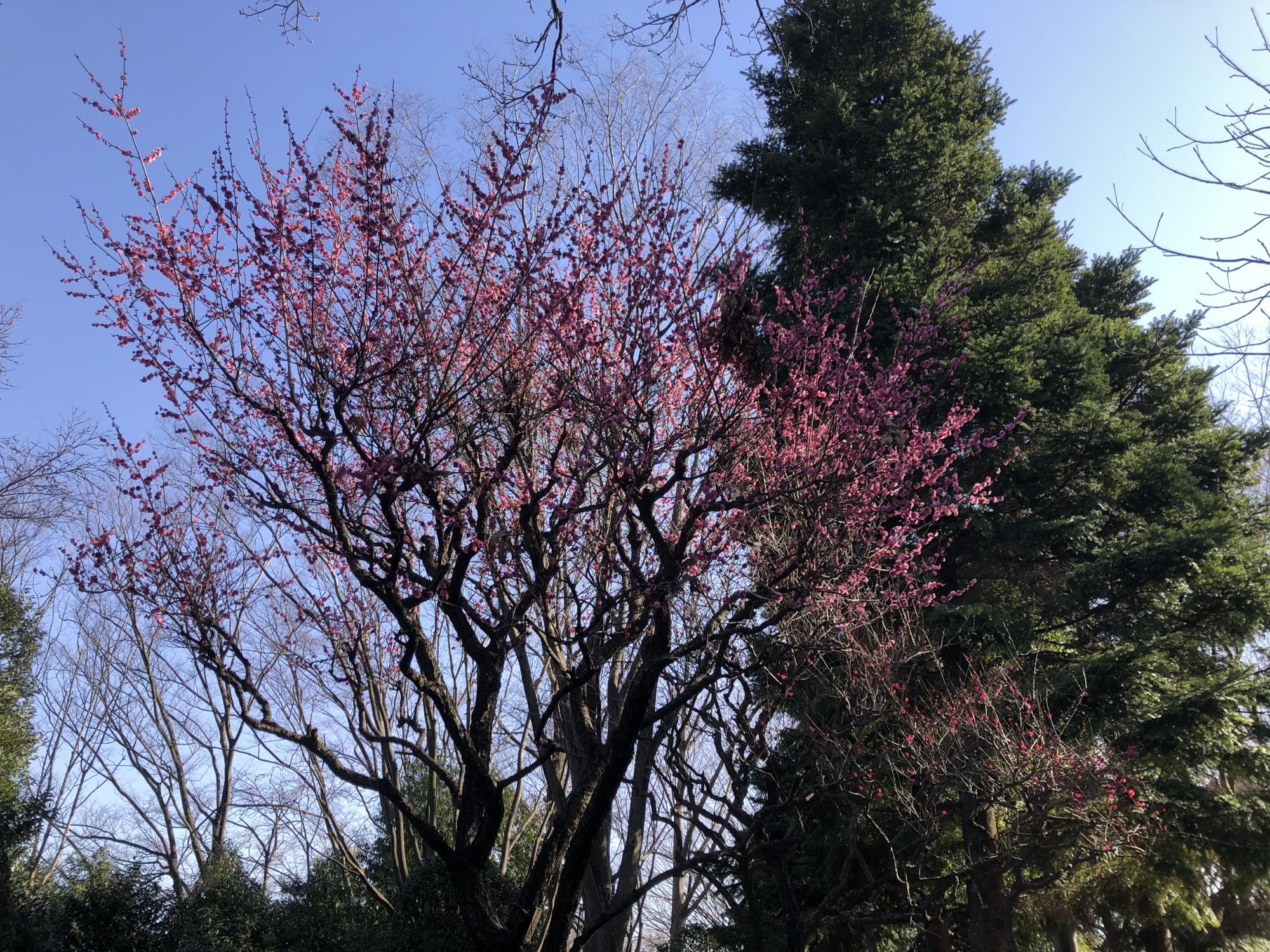 県立東高根森林公園