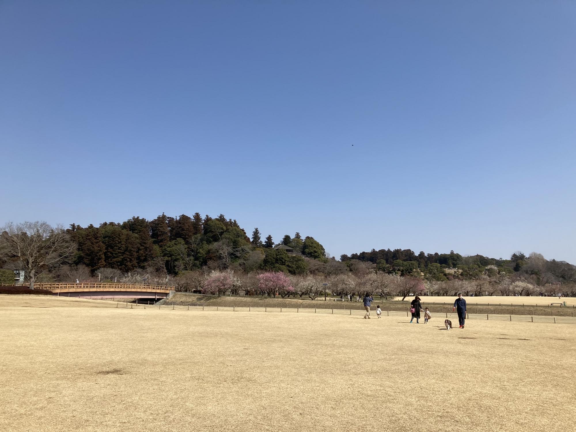 偕楽園公園 四季の原(桜川駐車場周辺)