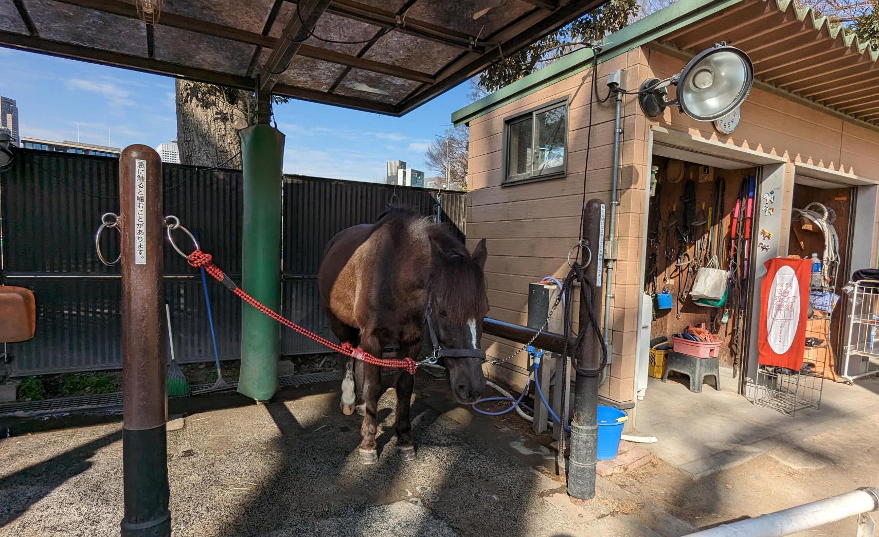 代々木ポニー公園