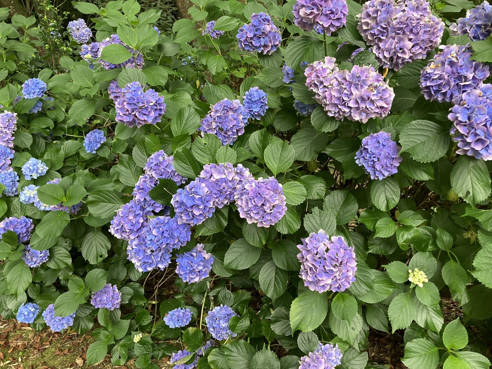 くれふしの里 古墳公園