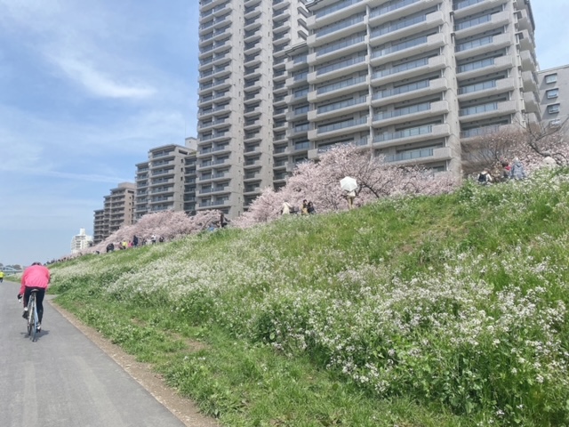 多摩川ガス橋緑地公園&桜並木