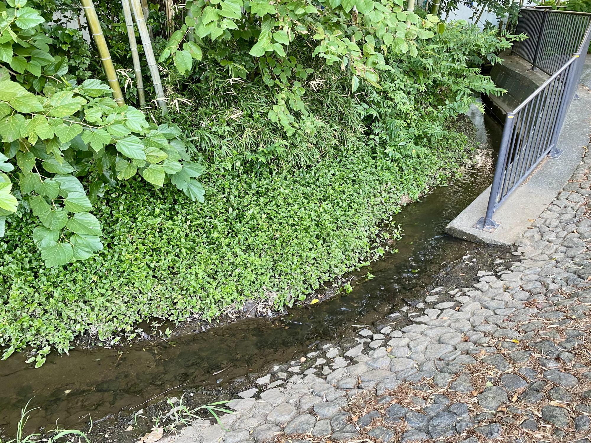 小平グリーンロード親水公園